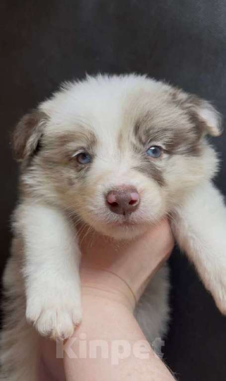 Собаки в других городах Московской области: Бордер колли шоколадно-мраморный мальчик Мальчик, 90 000 руб. - фото 3
