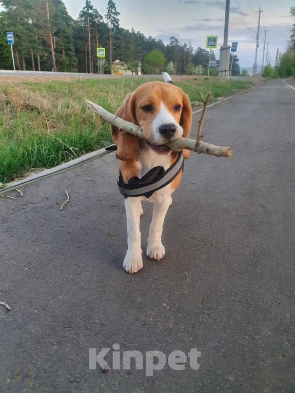 Собаки в Иркутске: Очаровательная леди Девочка, 60 000 руб. - фото 1