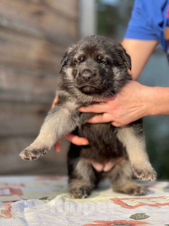 Собаки в других городах Ленинградской области: Сука ВЕО от Гордость Питера Церри Бой х Гроза Девочка, 40 000 руб. - фото 5