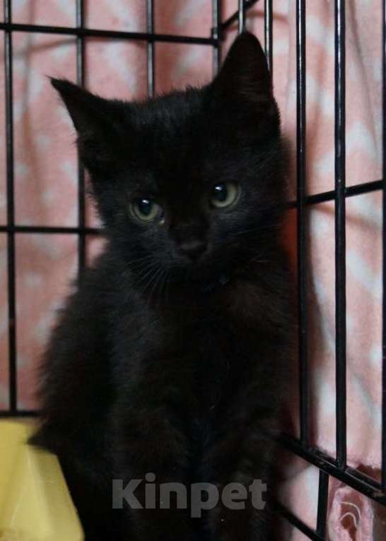 Кошки в Москве: Мисти подбросили к Храму Девочка, Бесплатно - фото 4