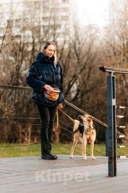 Собаки в Москве: Юнити в поисках билета в счастливую жизнь! Девочка, Бесплатно - фото 2