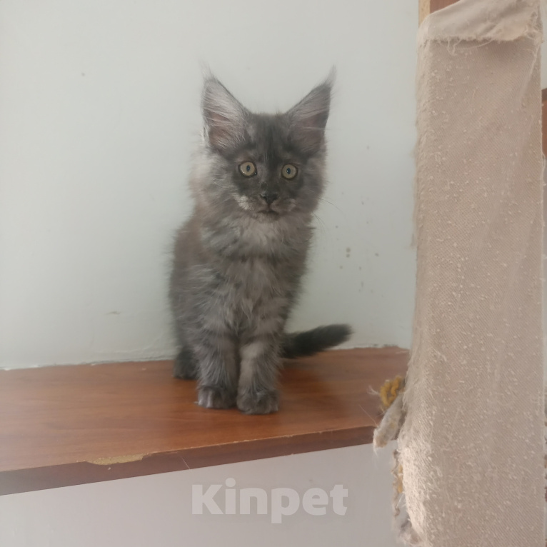 Кошки в Брянске: Котята мейн Кун Девочка, 20 000 руб. - фото 2