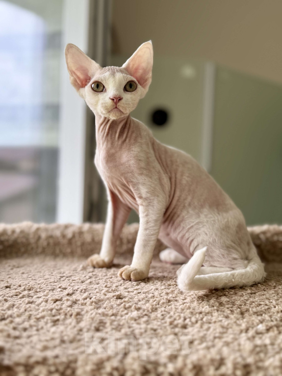 Кошки в Москве: Белый мальчик Девон рекс Мальчик, 50 000 руб. - фото 1