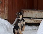 Собаки в Домодедово: Щенок Дэя ищет дом Девочка, 4 руб. - фото 5