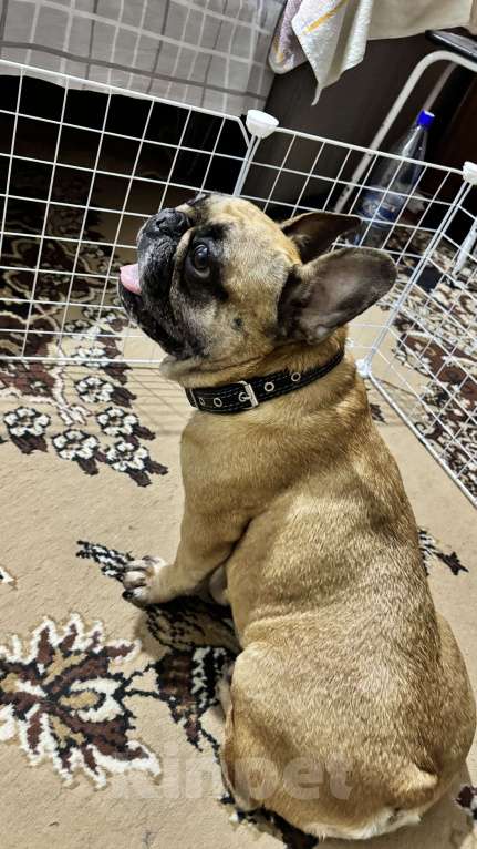 Собаки в Лянторе: Щенок французского бульдога Девочка, 60 000 руб. - фото 10