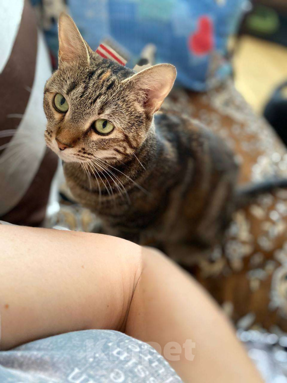 Кошки в Москве: Скромная Зося ищет семью Девочка, Бесплатно - фото 3