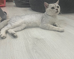 Кошки в Сочи: Отдам в добрые руки Мальчик, Бесплатно - фото 4