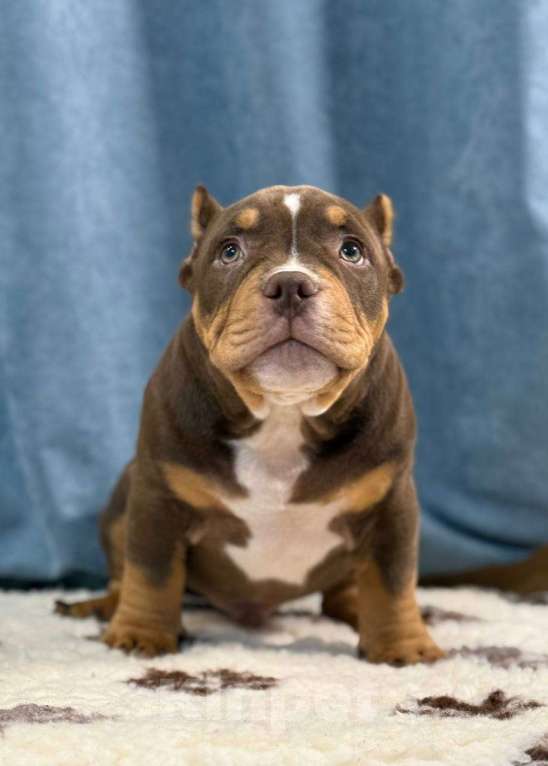 Собаки в Санкт-Петербурге: Продажа Мальчик, 100 000 руб. - фото 4