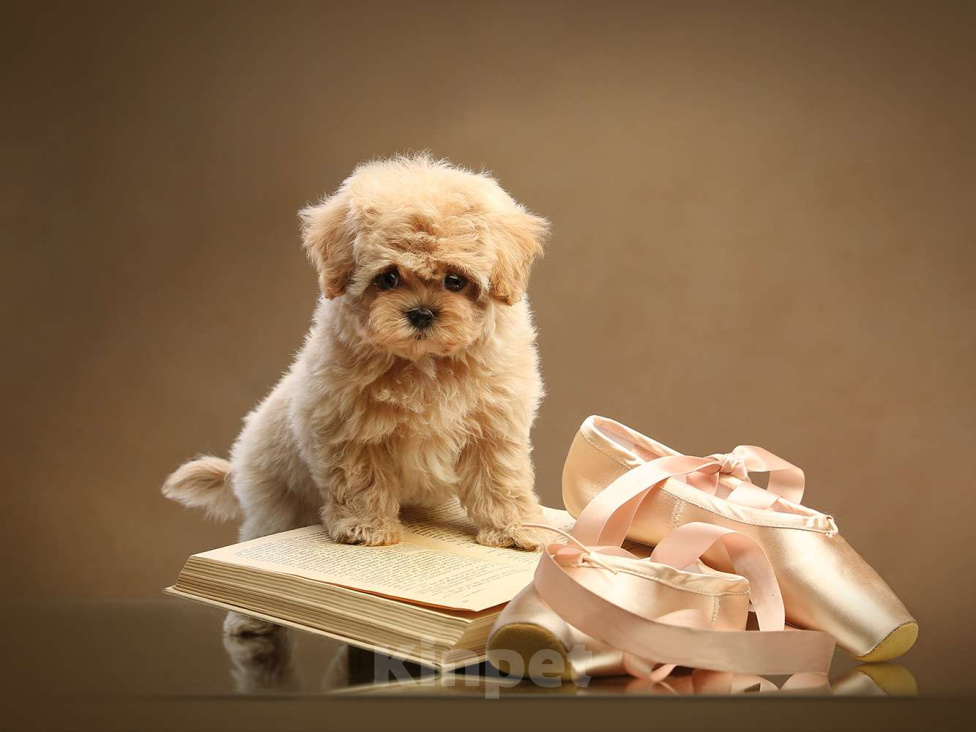 Собаки в Москве: Фортуна. Малышка-мальтипу фантастического песочного оттенка Девочка, 400 000 руб. - фото 2