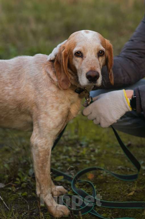 Собаки в Санкт-Петербурге: Персик из приюта в добрые руки Мальчик, Бесплатно - фото 9