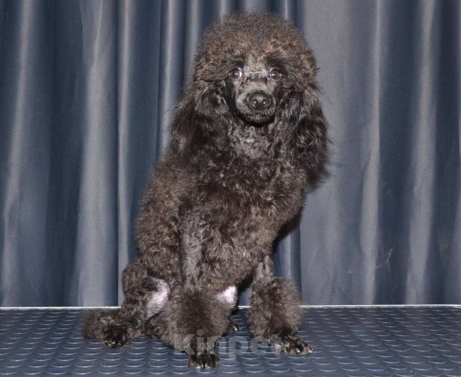 Собаки в Глазове: Ололош и Овечкин, той пудель СКОР Мальчик, 20 000 руб. - фото 2