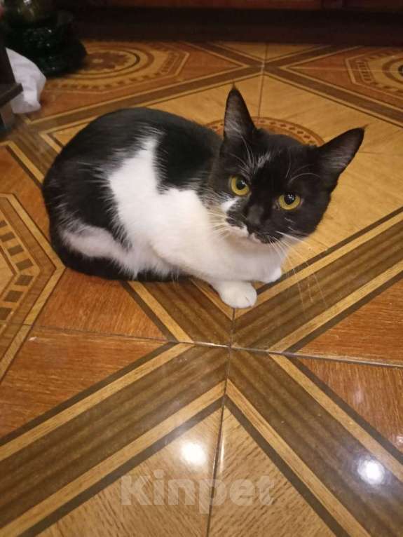 Кошки в Калуге: Отдам в хорошие руки Девочка, Бесплатно - фото 7