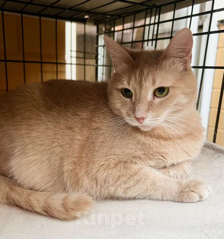 Кошки в Москве: Кошка Злата – удивительно умная золотая девочка в добрые руки Девочка, Бесплатно - фото 9