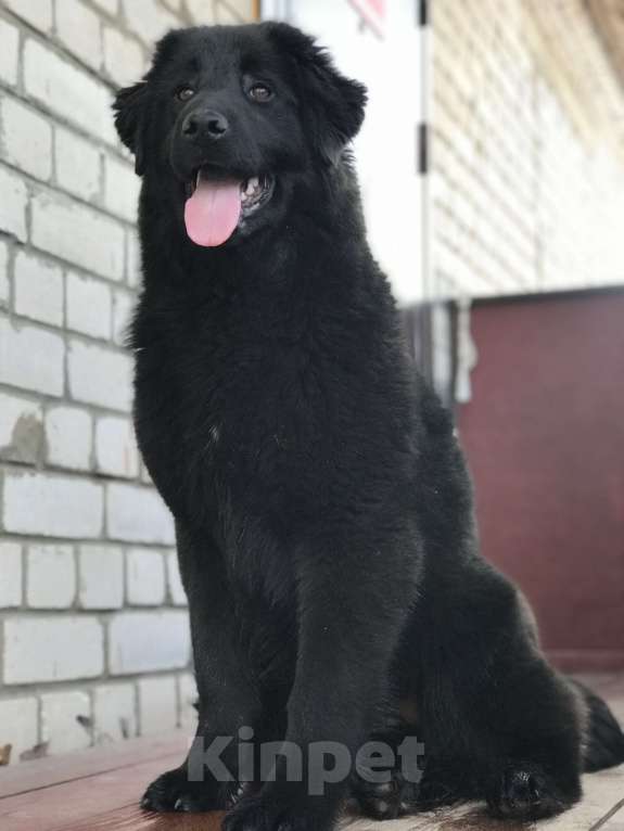 Собаки в других городах Тверской области: Тувинская овчарка подросток Девочка, 20 000 руб. - фото 1