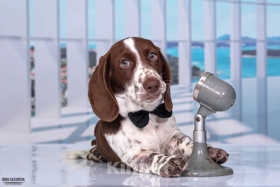 Собаки в Москве: Такса окрас Пайболд  Мальчик, 75 000 руб. - фото 3