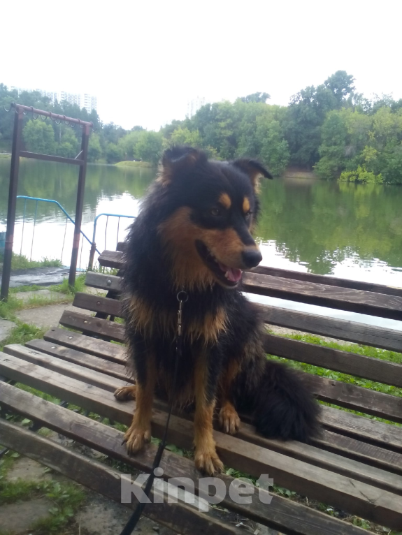 Собаки в Москве: Пропал питомец Мальчик, Бесплатно - фото 1
