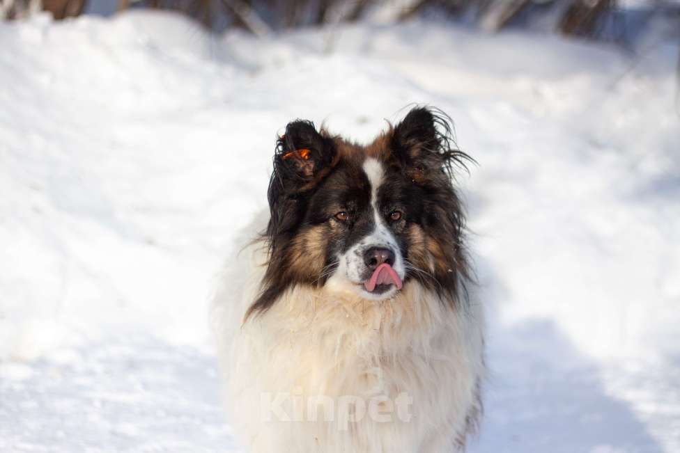 Собаки в Балашихе: Тейлор папильон XXL Мальчик, Бесплатно - фото 3
