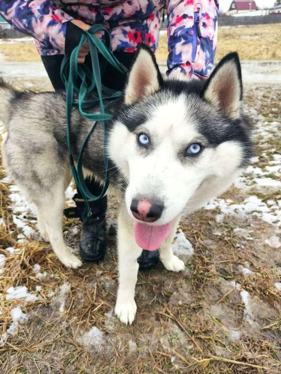 Собаки в Кохме: Хаски Хан ищет семью Мальчик, Бесплатно - фото 2