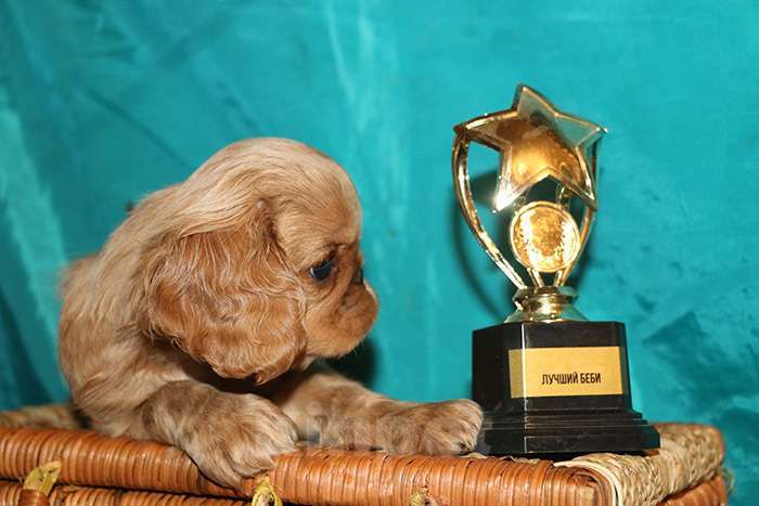 Собаки в Балашихе: мальчик черно-подпалый Мальчик, Бесплатно - фото 6