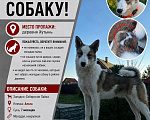 Собаки в Великом Новгороде: Пропала собака Девочка, 50 000 руб. - фото 4