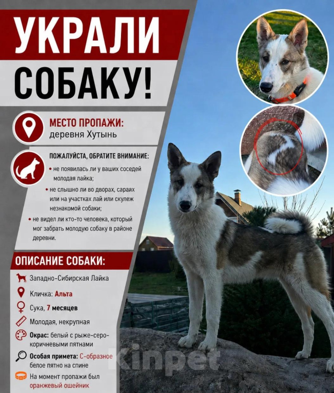 Собаки в Великом Новгороде: Пропала собака Девочка, 50 000 руб. - фото 4