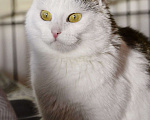 Кошки в Москве: Шарлотта ищет дом  Девочка, Бесплатно - фото 2