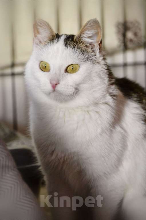 Кошки в Москве: Шарлотта ищет дом  Девочка, Бесплатно - фото 2