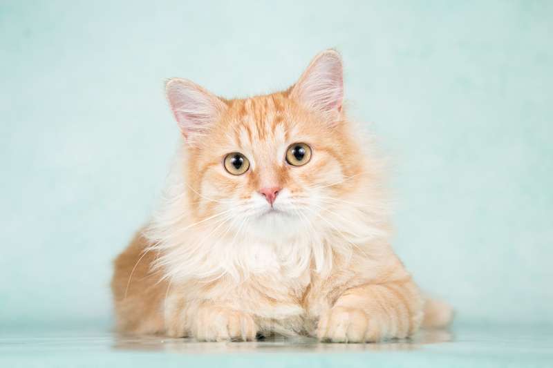 Кошки в Москве: Пушистый рыжий котенок Эфир в добрые руки Мальчик, 1 руб. - фото 4