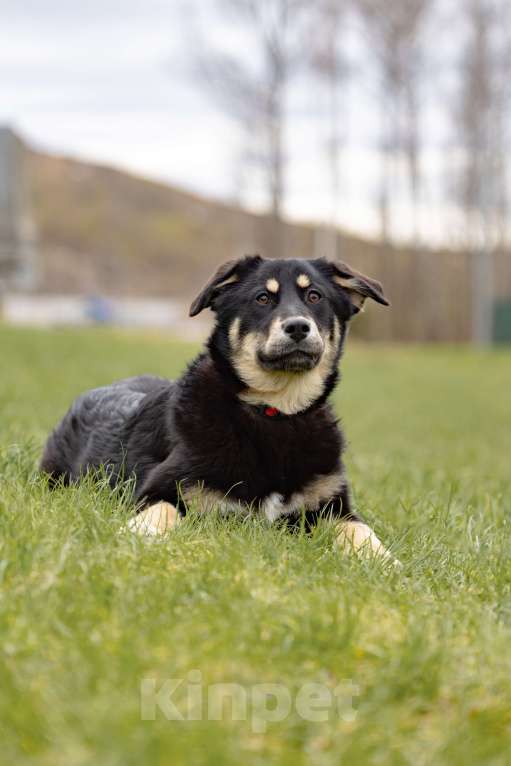 Собаки в Москве: Черный щенок в добрые руки Девочка, Бесплатно - фото 7