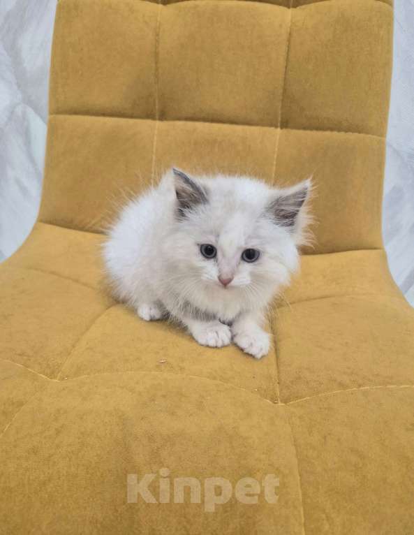 Кошки в Москве: Девочка Рэгдолл Девочка, 47 000 руб. - фото 8