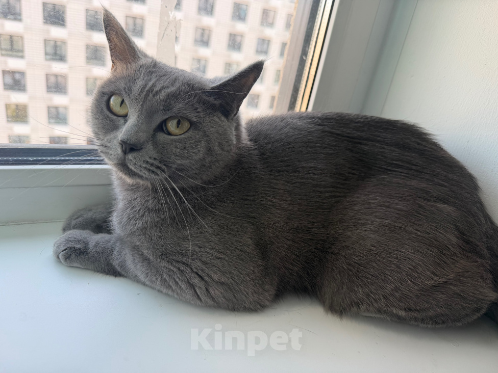 Кошки в Москве: Шотландская кошка Девочка, Бесплатно - фото 3