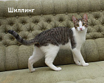 Кошки в Санкт-Петербурге: Котенок-подросток Шиллинг ищет свою семью Мальчик, Бесплатно - фото 3
