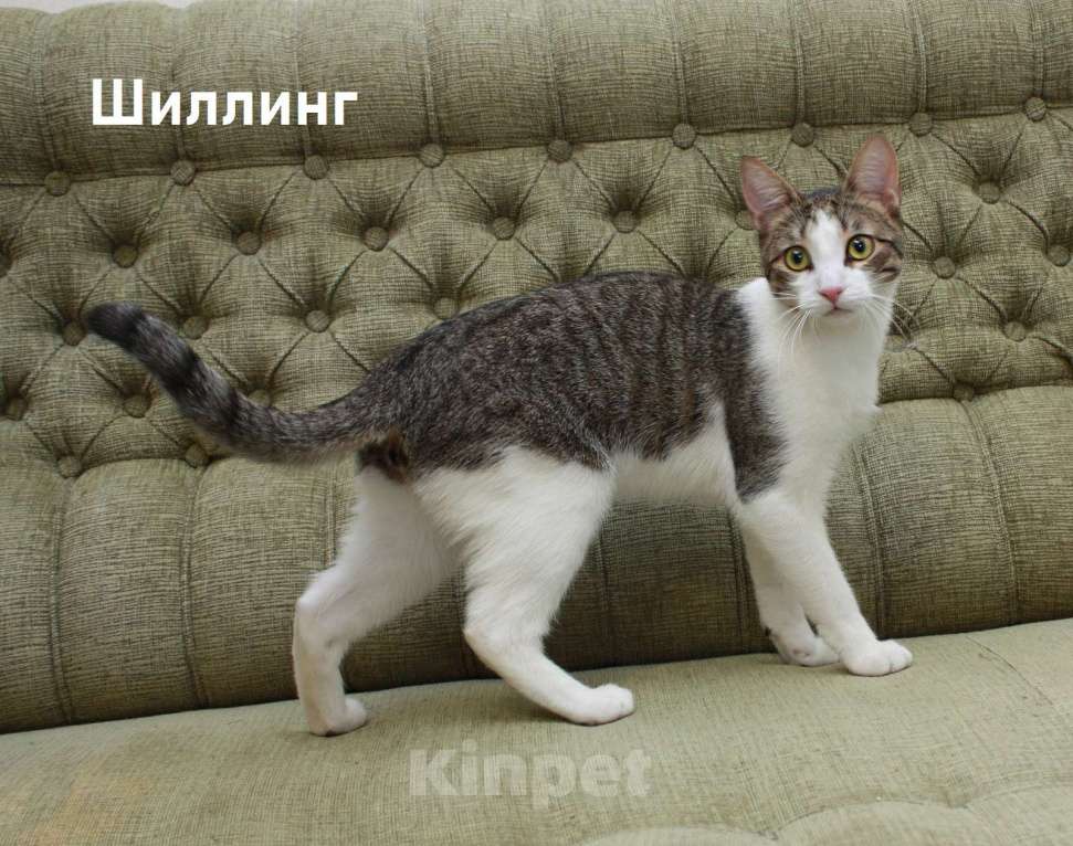 Кошки в Санкт-Петербурге: Котенок-подросток Шиллинг ищет свою семью Мальчик, Бесплатно - фото 3