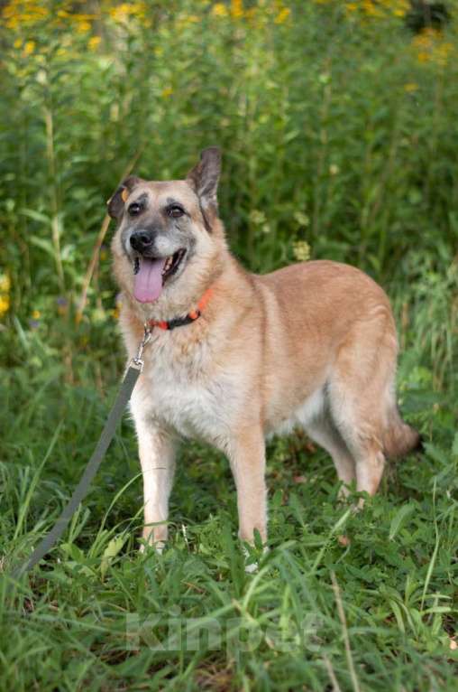 Собаки в Ногинске: Живёт в приюте уже не первый год тихая и скромная девочка. Зовут Дина. Девочка, Бесплатно - фото 3