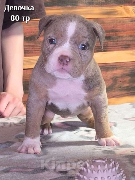 Собаки в Черногорске: Девочка Девочка, 80 000 руб. - фото 2