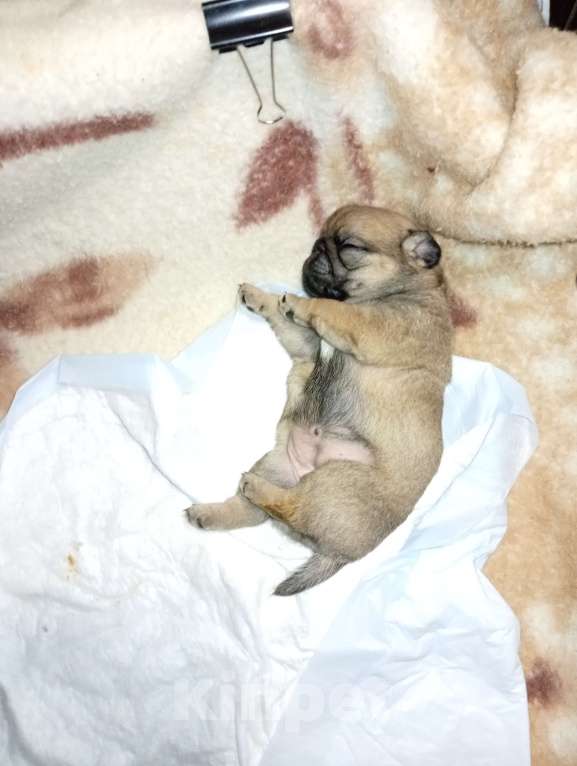 Собаки в Волгограде: Щенки мопс  Девочка, 25 000 руб. - фото 2