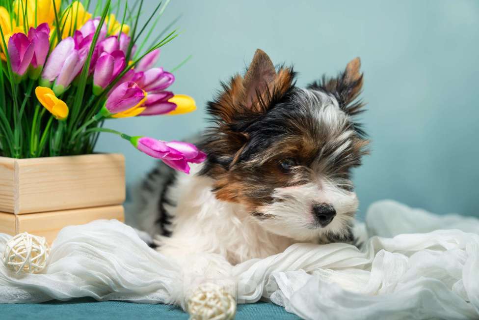 Собаки в Вологде: Таюшка ждёт весну и маму! Очаровательный мальчик бивер терьера (док. РКФ) Мальчик, 85 000 руб. - фото 6