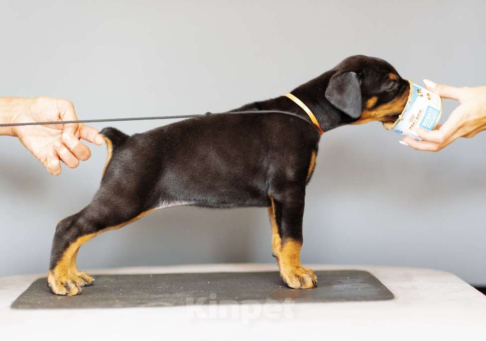 Собаки в Москве: Щенки добермана Девочка, 110 000 руб. - фото 2