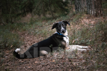 Собаки в Твери: Рэй Мальчик, Бесплатно - фото 3
