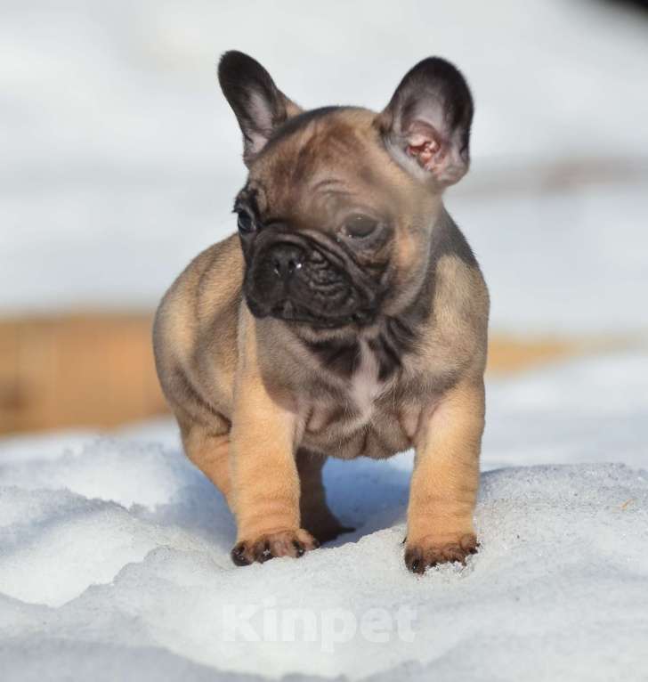 Собаки в Старом Купавне: Пуговка Девочка, 60 000 руб. - фото 2