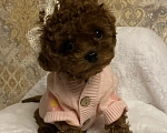 Собаки в Раменском: Продается щенок Тедди Пудель девочка. Девочка, 200 000 руб. - фото 2