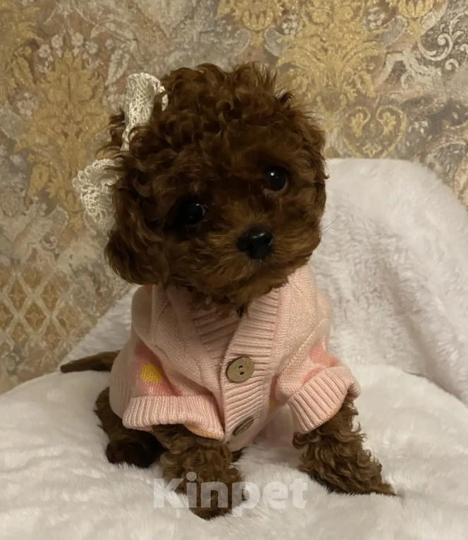 Собаки в Раменском: Продается щенок Тедди Пудель девочка. Девочка, 200 000 руб. - фото 2