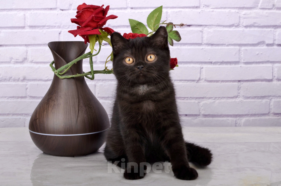 Кошки в Санкт-Петербурге: Черный британский котенок Мальчик, 50 000 руб. - фото 5