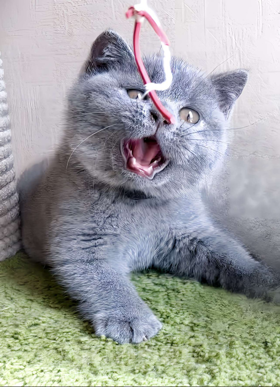 Кошки в Москве: Британский к/ш элитные котята  Девочка, Бесплатно - фото 3