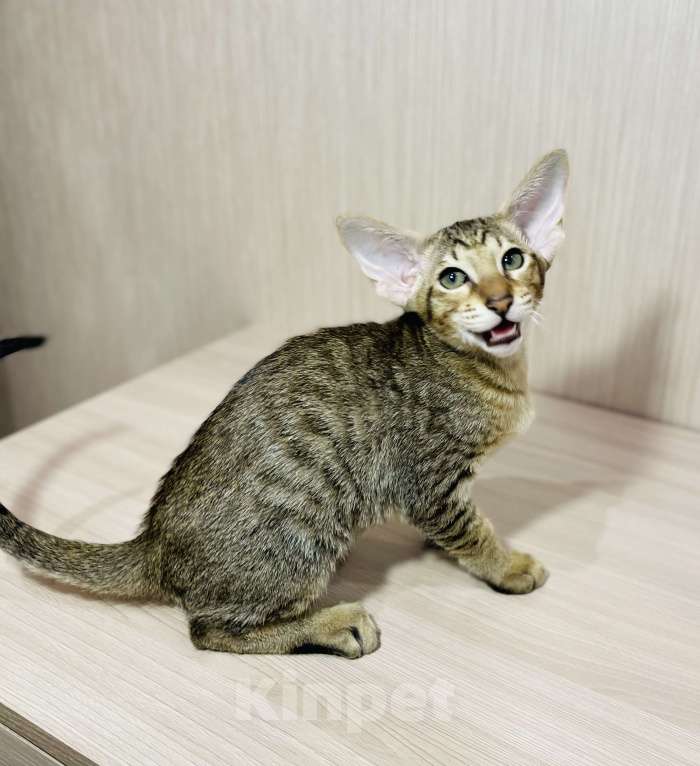 Кошки в Москве: Атос Мальчик, 85 000 руб. - фото 2