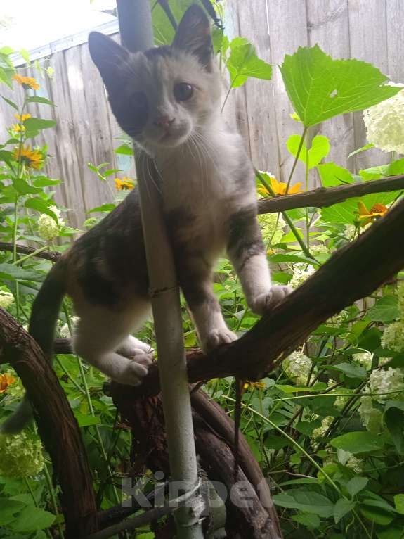 Кошки в Курске: В добрые руки котят Девочка, 1 руб. - фото 2