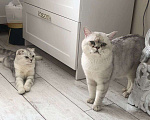 Кошки в Москве: Шотландский кот на вязку  Мальчик, 2 000 руб. - фото 4