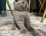 Кошки в Батайске: Наш любимчик 😻  Мальчик, Бесплатно - фото 1