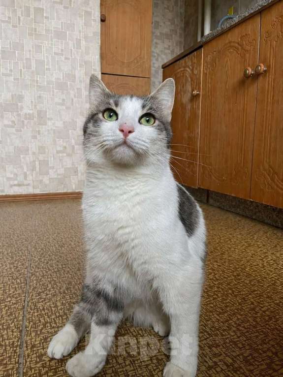 Кошки в Москве: Молодой зеленоглазый  кот Федя в добрые руки! Мальчик, Бесплатно - фото 3