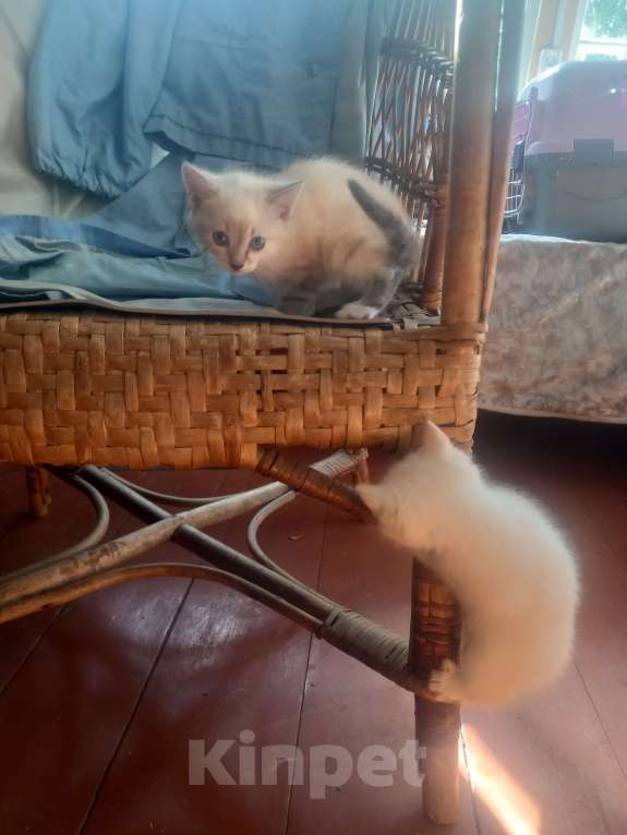 Кошки в других городах Московской области: Ищу хозяина Девочка, Бесплатно - фото 2